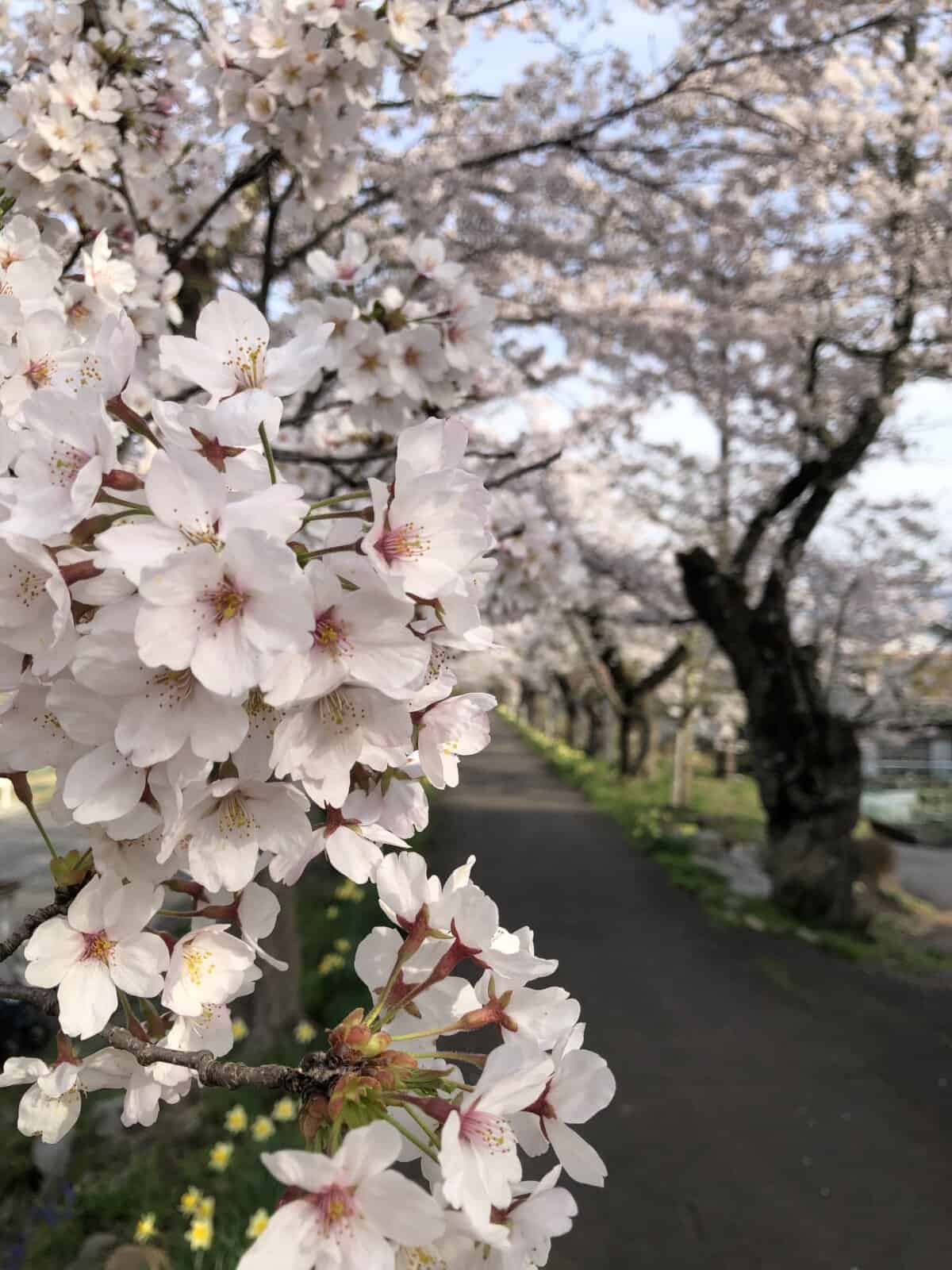 桜、満喫‼️
