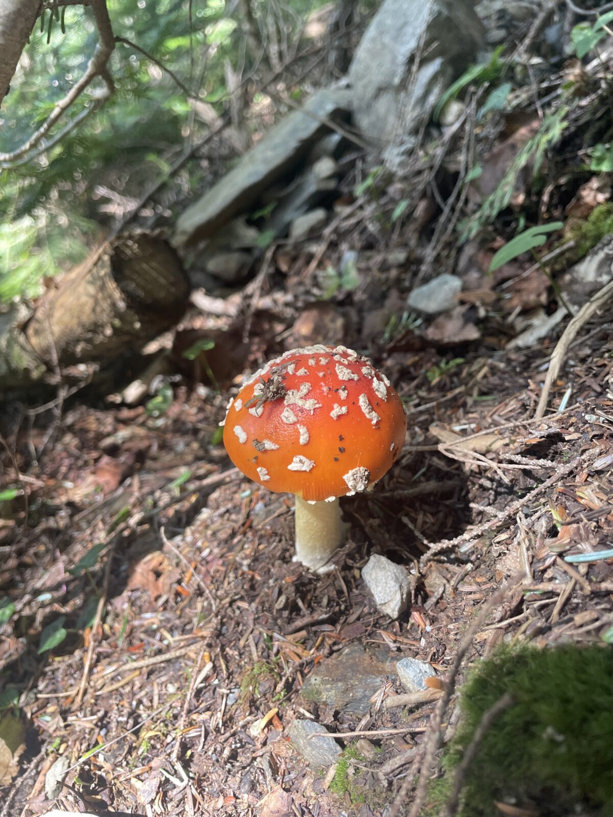 山小屋便り　今日は両方行っちゃいました
