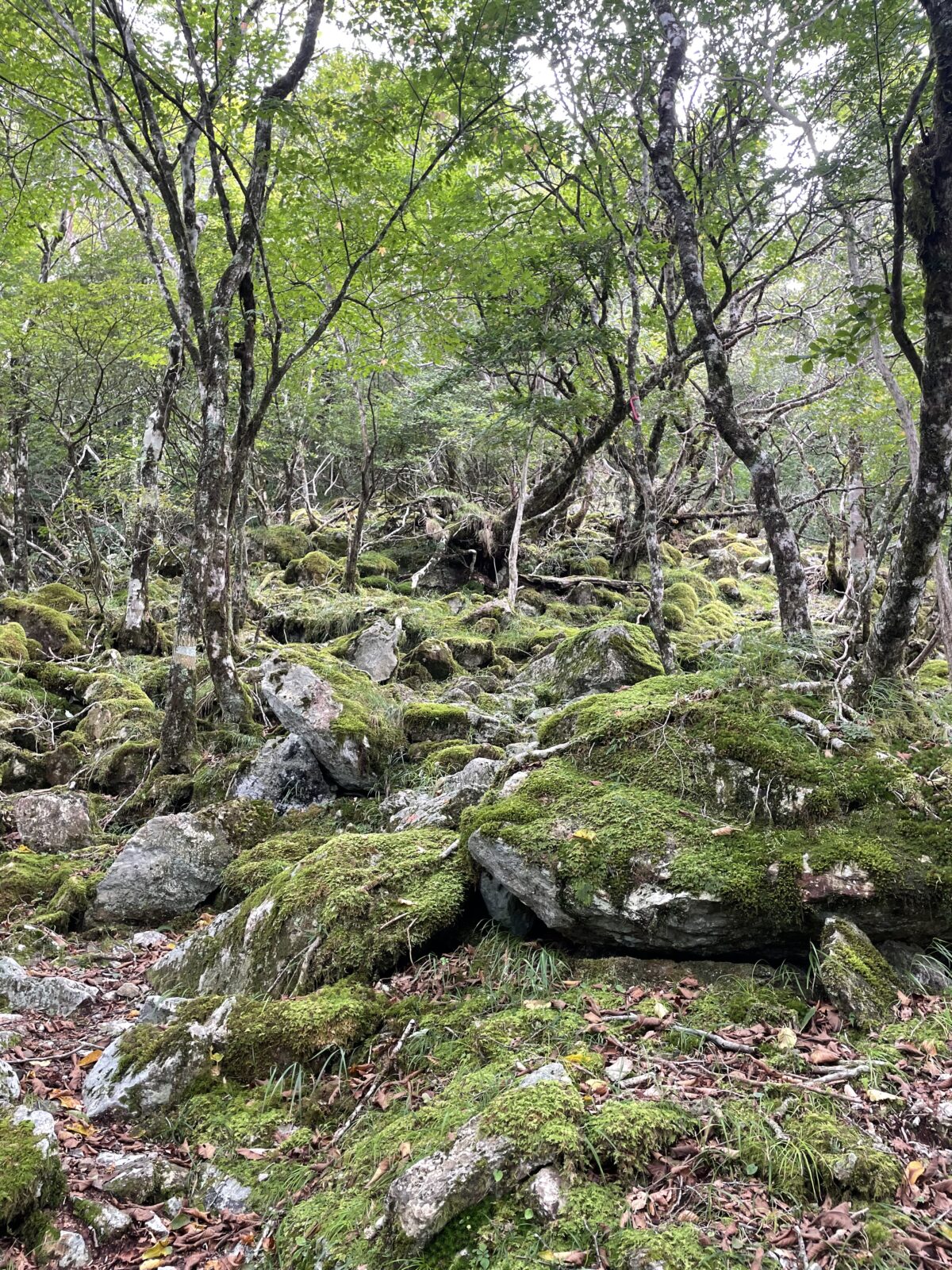 ちょっと山へのはずが、、、