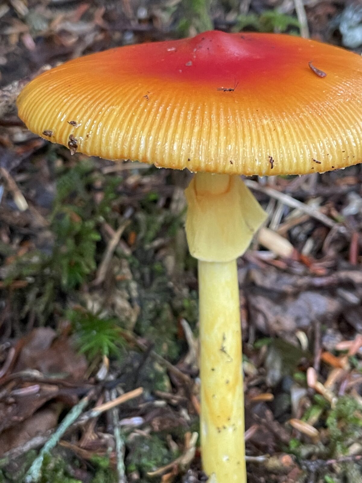 雨の山で