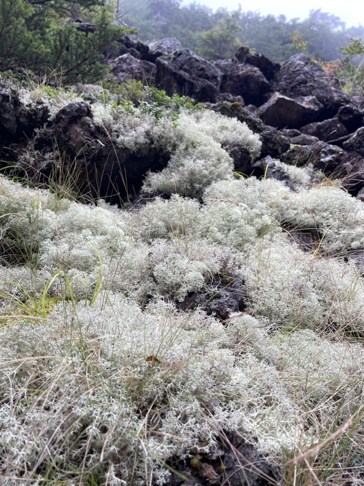 また、来ています(笑)