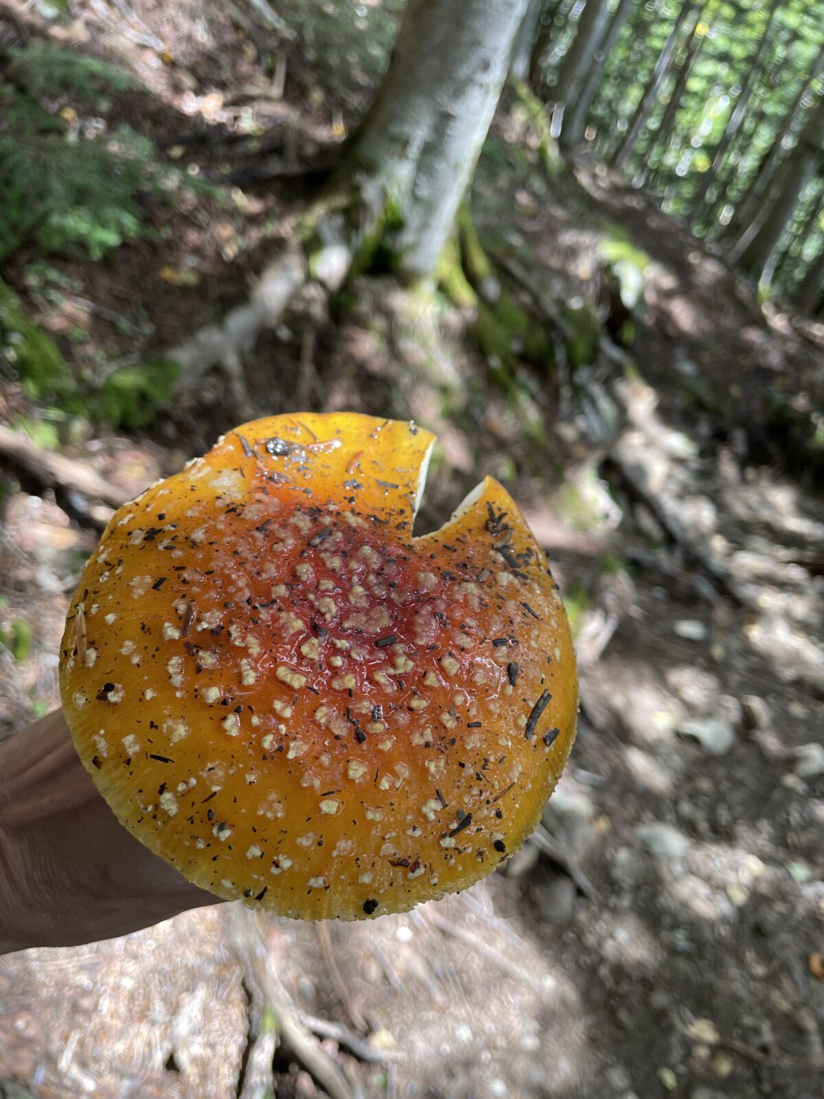 今日は4合目まで