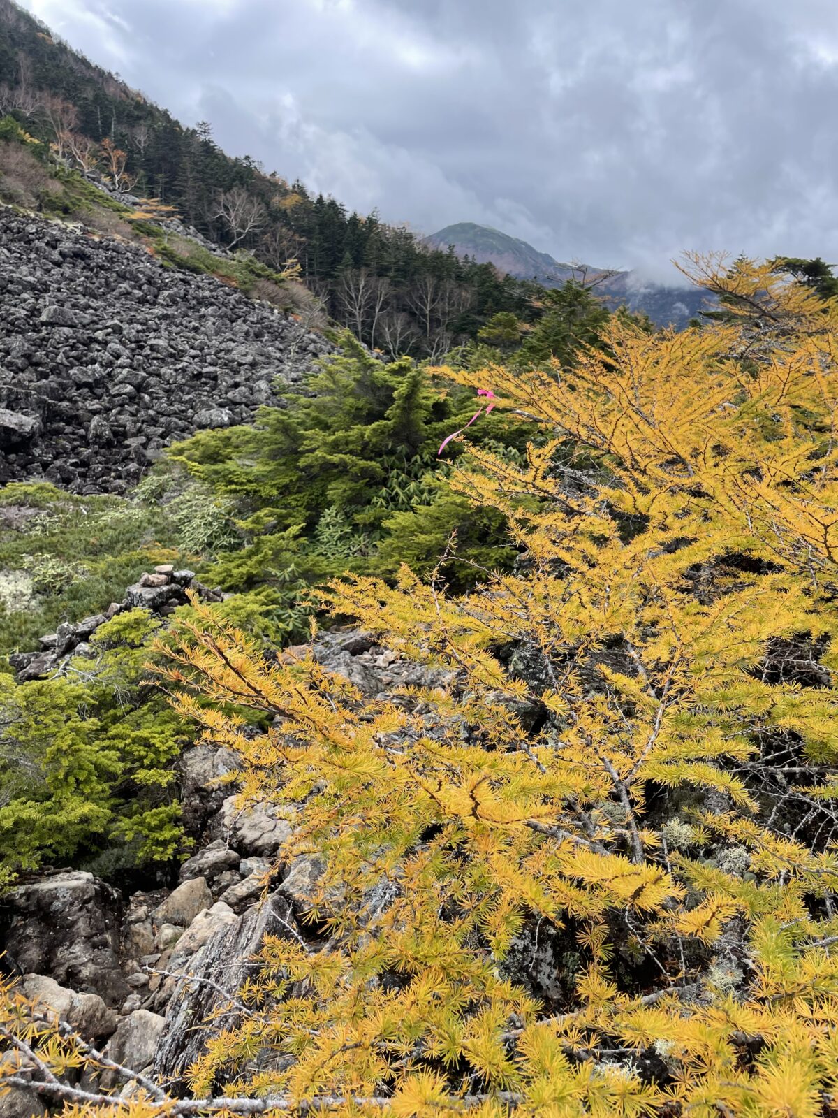 ピーナッツカボチャ